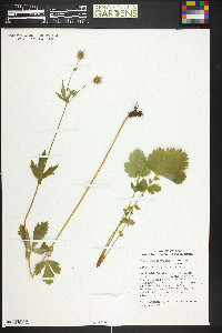 Geum macrophyllum image