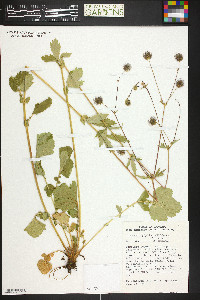 Geum macrophyllum image