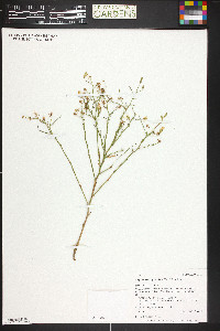 Stephanomeria pauciflora image