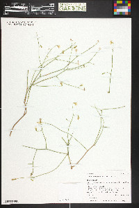 Stephanomeria pauciflora image