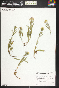 Symphyotrichum ascendens image