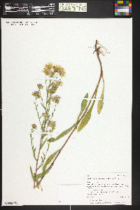 Symphyotrichum ascendens image