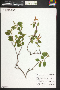 Betula occidentalis image