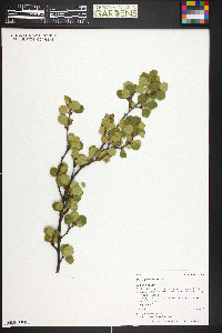 Betula glandulosa image