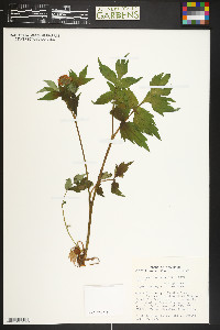 Hydrophyllum fendleri image