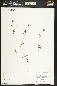 Collinsia parviflora image