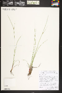 Juncus confusus image