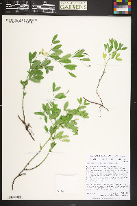 Lathyrus lanszwertii image