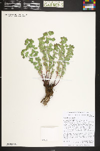 Euphorbia brachycera image