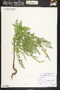 Linaria dalmatica image