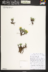 Heterotheca pumila image