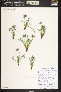 Erigeron pinnatisectus image