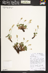 Heuchera hallii image