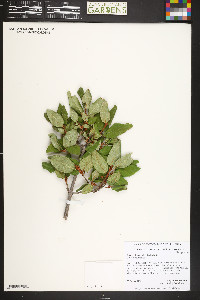 Shepherdia canadensis image