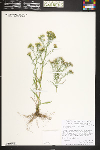 Symphyotrichum ericoides image