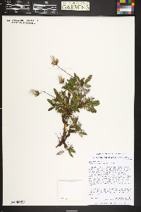 Dryas hookeriana image