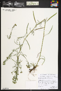 Symphyotrichum falcatum image