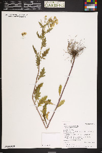 Senecio eremophilus var. kingii image