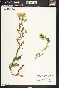 Senecio eremophilus image