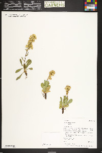 Solidago simplex var. simplex image