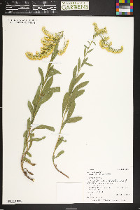 Solidago velutina image