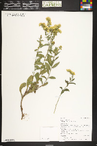 Solidago velutina image