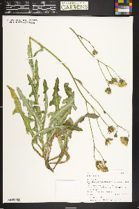 Sonchus oleraceus image