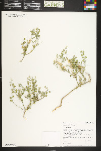 Alyssum simplex image