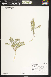 Alyssum simplex image