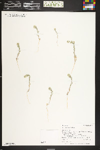 Alyssum simplex image