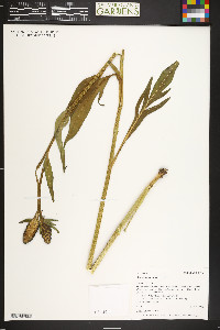 Rudbeckia montana image