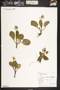 Senecio amplectens var. holmii image