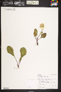 Senecio amplectens var. holmii image