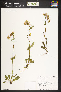 Packera dimorphophylla image