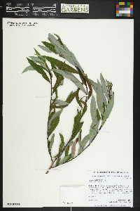 Salix irrorata image