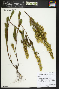 Solidago simplex var. simplex image