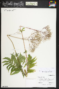 Valeriana officinalis image