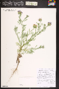 Machaeranthera tanacetifolia image