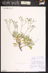 Eriogonum effusum image