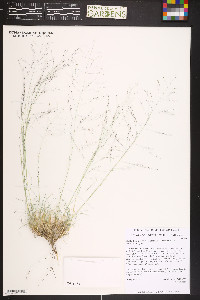 Muhlenbergia torreyi image