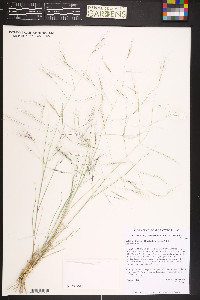 Aristida divaricata image