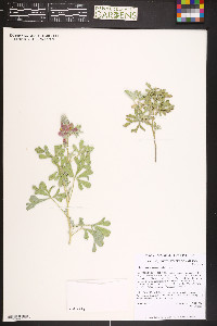 Sphaeralcea coccinea image