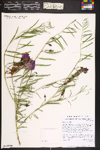 Ipomoea purpurea image