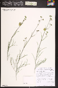 Mirabilis linearis image