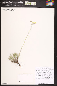 Eriogonum lachnogynum image