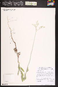 Eriogonum annuum image