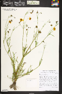 Coreopsis tinctoria image