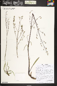 Valeriana edulis image