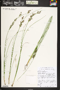 Juncus compressus image