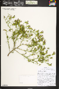 Cordylanthus wrightii image